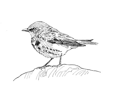 Audubon Warbler Illustration.jpg